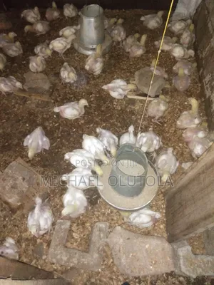 Four 4 Weeks Old and Matured Broiler Chicken in Ibadan - Farm Animals