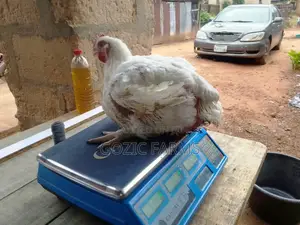 Boiler Chicken