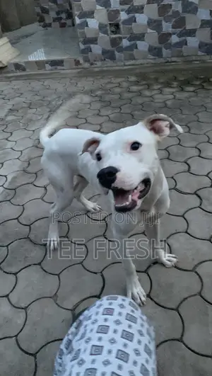 Photo - 6-12 months Male Purebred American Pit Bull Terrier