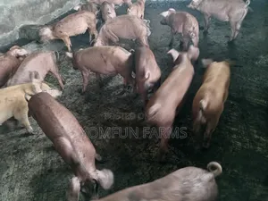 Pure Duroc Winners