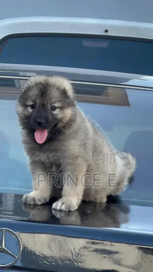 1-3 months Female Purebred Caucasian Shepherd
