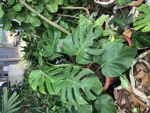 Monstera Plant For Sell. (Indoor Flower)