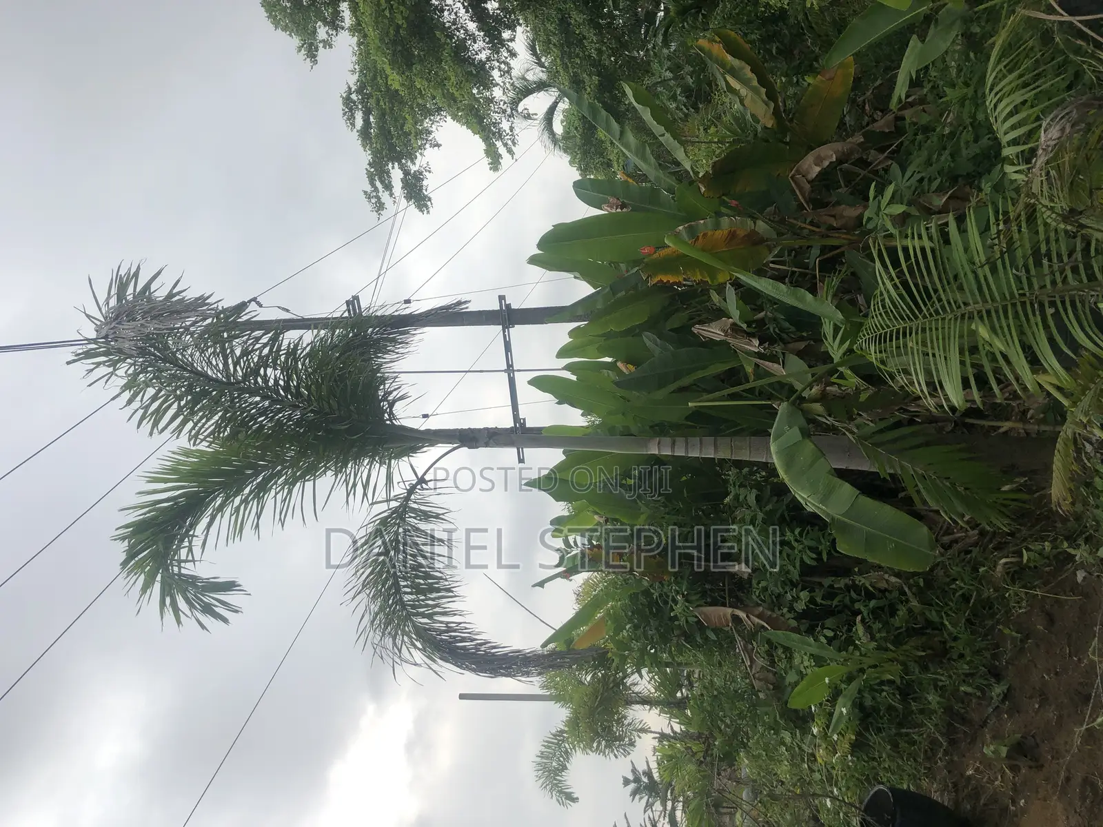 17 Feet Foxtail Palm for Sell