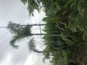 17 Feet Foxtail Palm for Sell