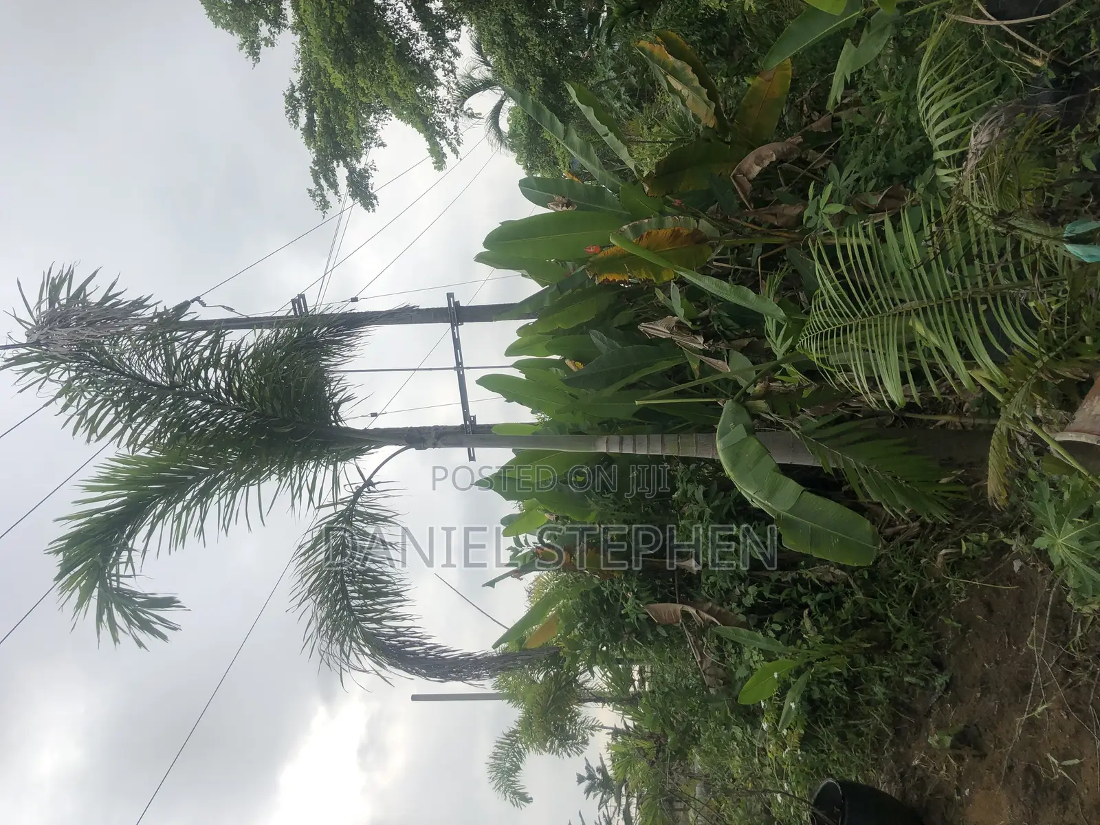 17 Feet Foxtail Palm for Sell