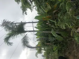 17 Feet Foxtail Palm for Sell