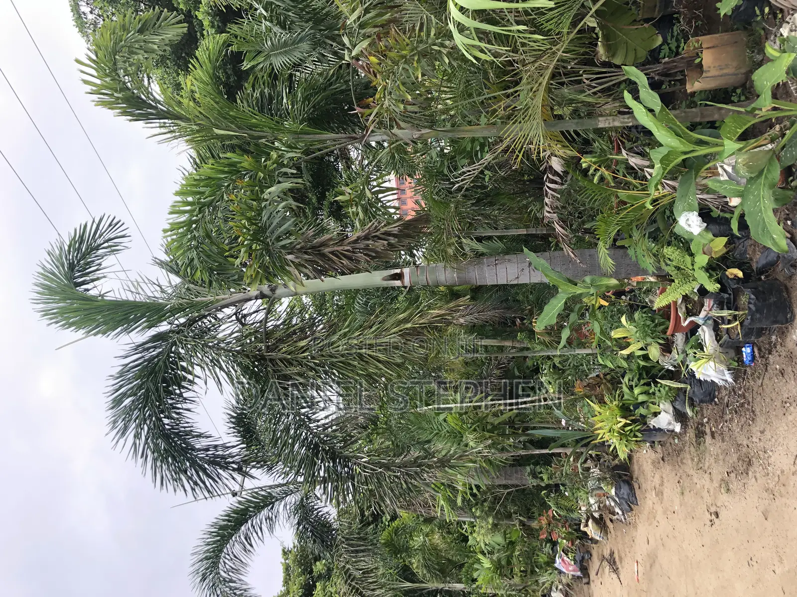 17 Feet Foxtail Palm for Sell