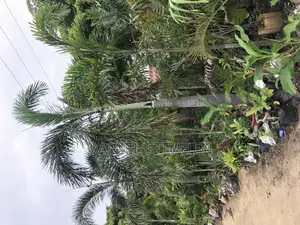 17 Feet Foxtail Palm for Sell