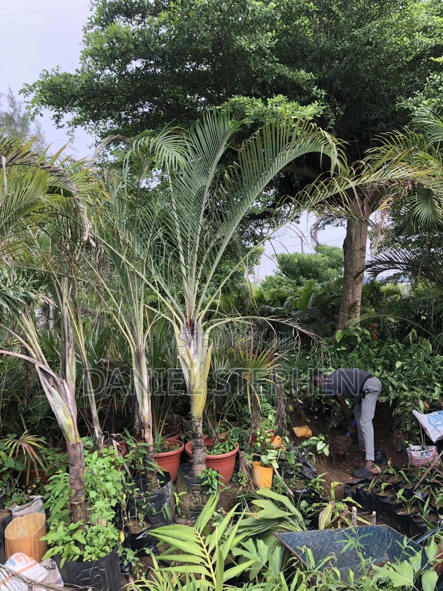 Triangle Palm for Sell