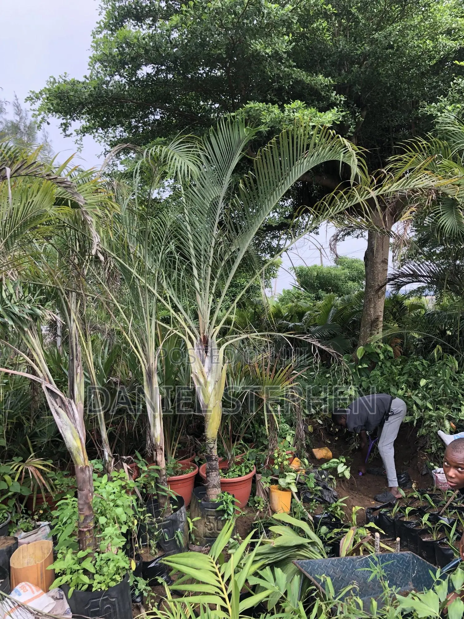 Triangle Palm for Sell