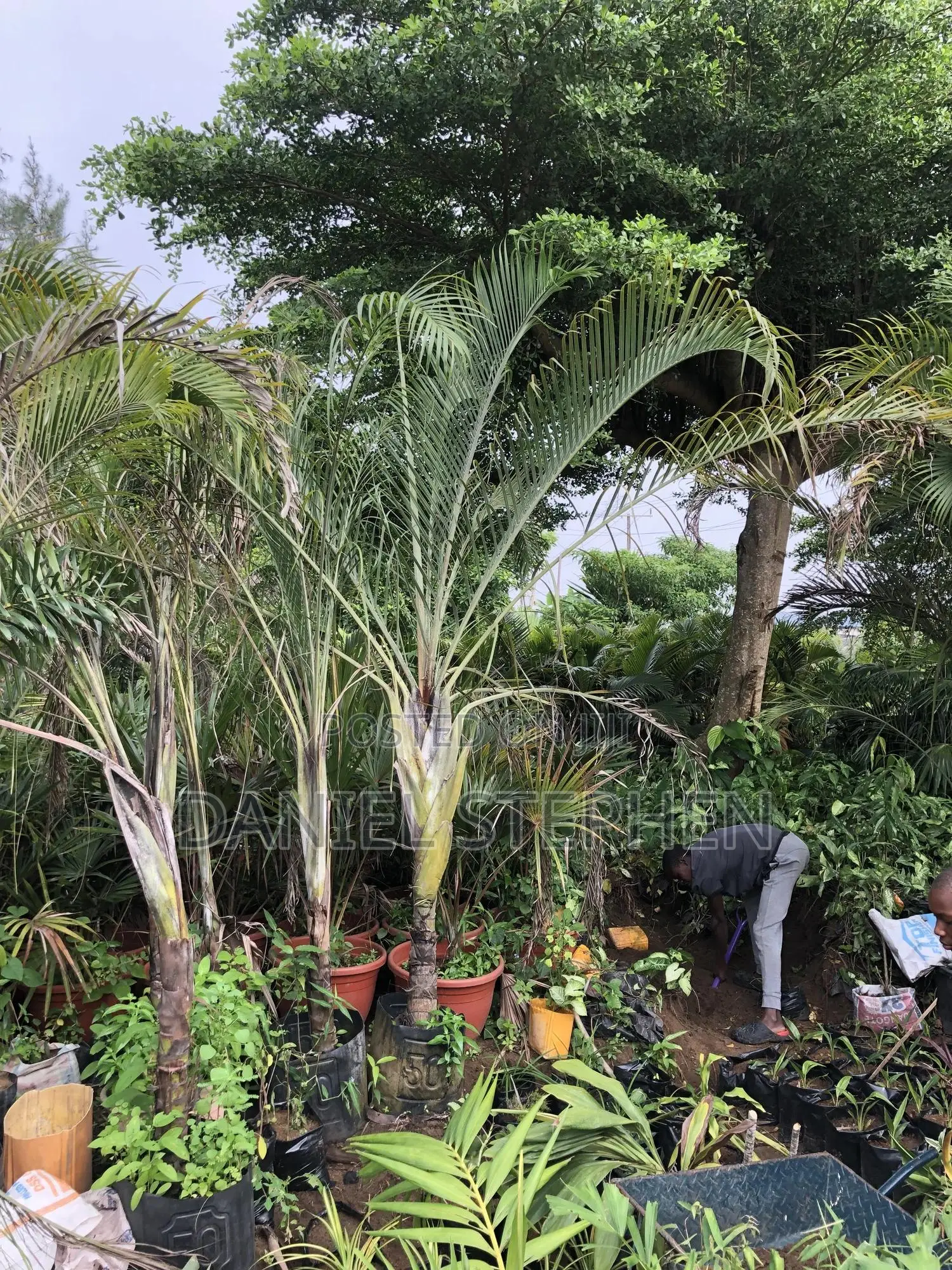 Triangle Palm for Sell