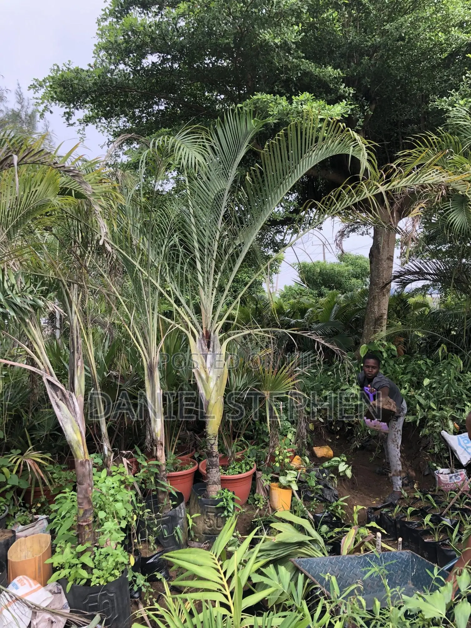 Triangle Palm for Sell