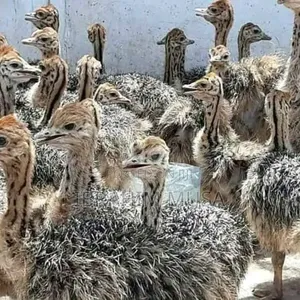 Photo - Ostrich Bird's