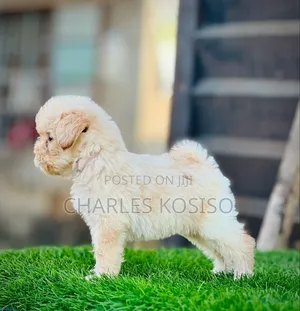 1-3 months Female Purebred Lhasa Apso