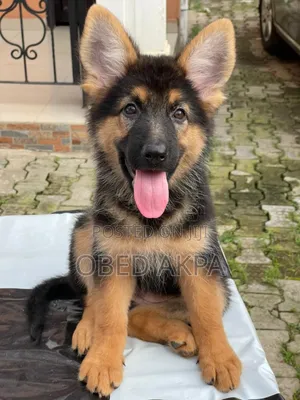 1-3 months Female Purebred German Shepherd
