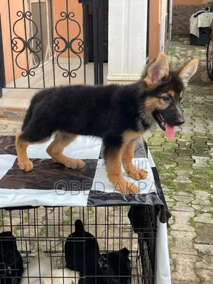 1-3 months Female Purebred German Shepherd