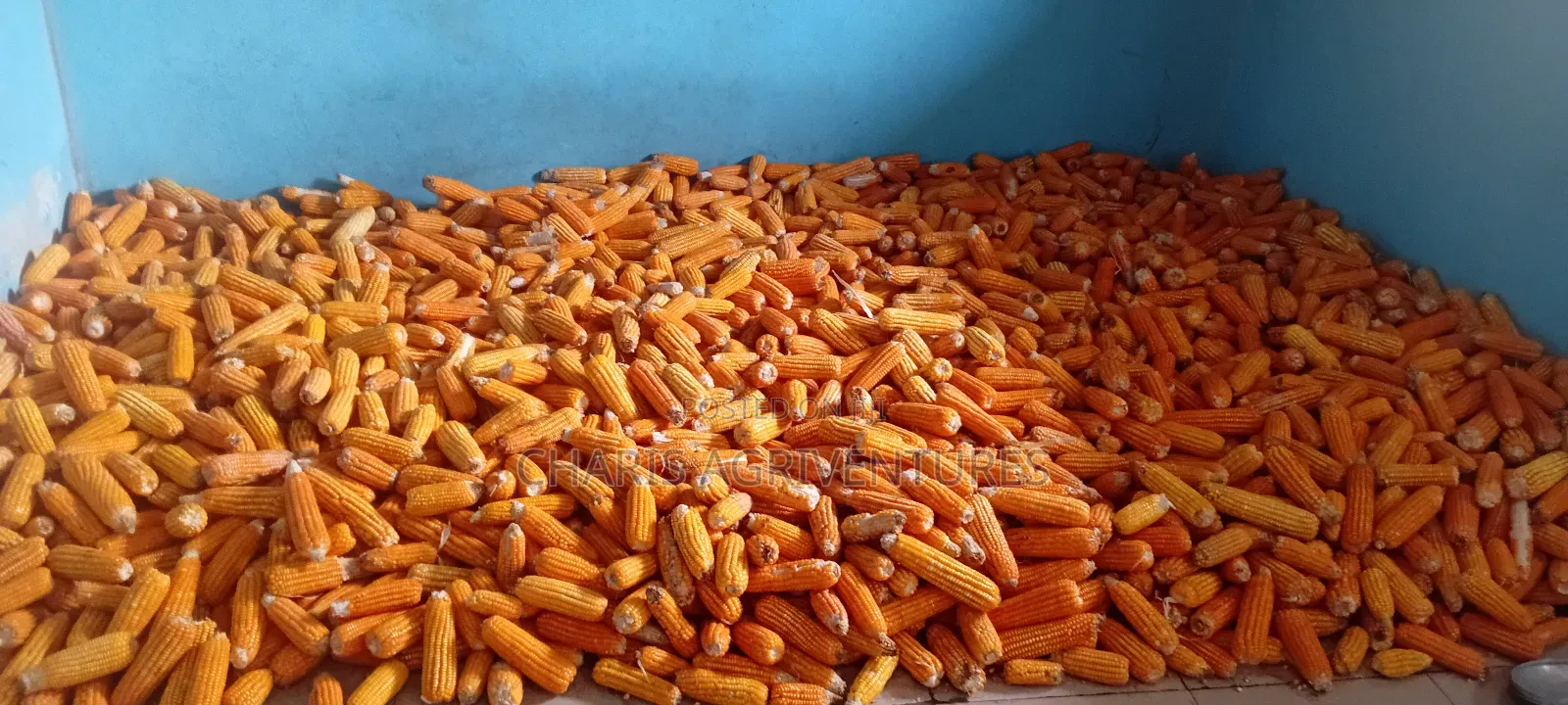 Yellow Dry Maize