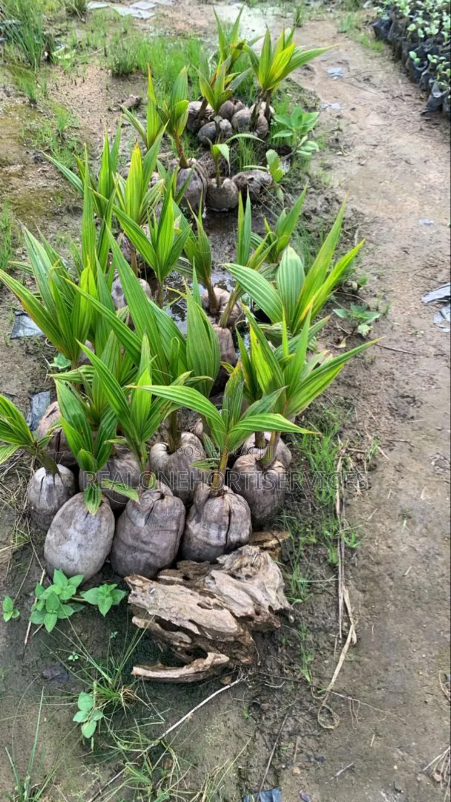Hybrid Coconuts Seedling For Sale