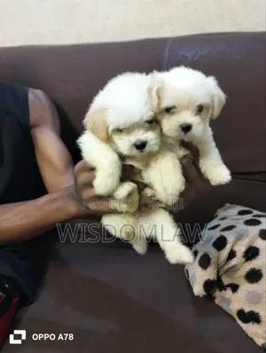 1-3 months Male Purebred Lhasa Apso
