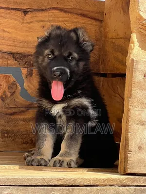 1-3 months Female Purebred Caucasian Shepherd