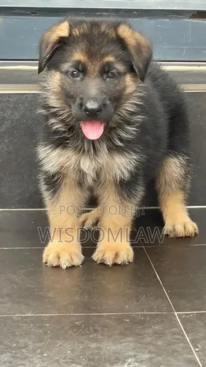 1-3 months Female Purebred German Shepherd