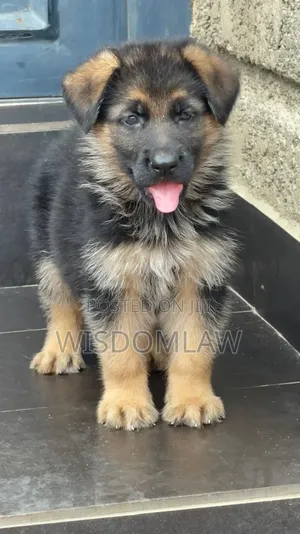 1-3 months Female Purebred German Shepherd