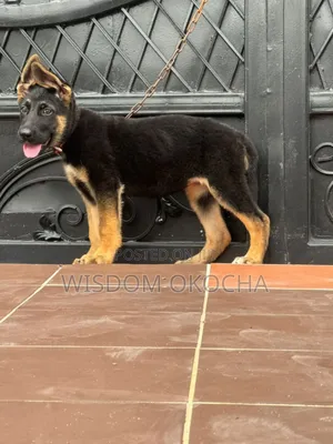 1-3 months Female Purebred German Shepherd