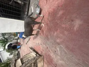 Photo - 1+ year Male Purebred American Pit Bull Terrier