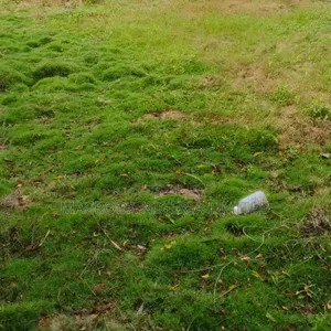 A Parcel of Very Solid and Dry Land