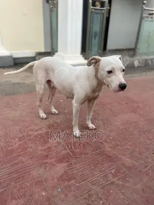 Photo - 1+ year Female Purebred American Pit Bull Terrier