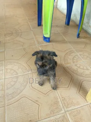 1-3 months Male Purebred German Shepherd