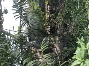 Royal Palm for Sell 15feet