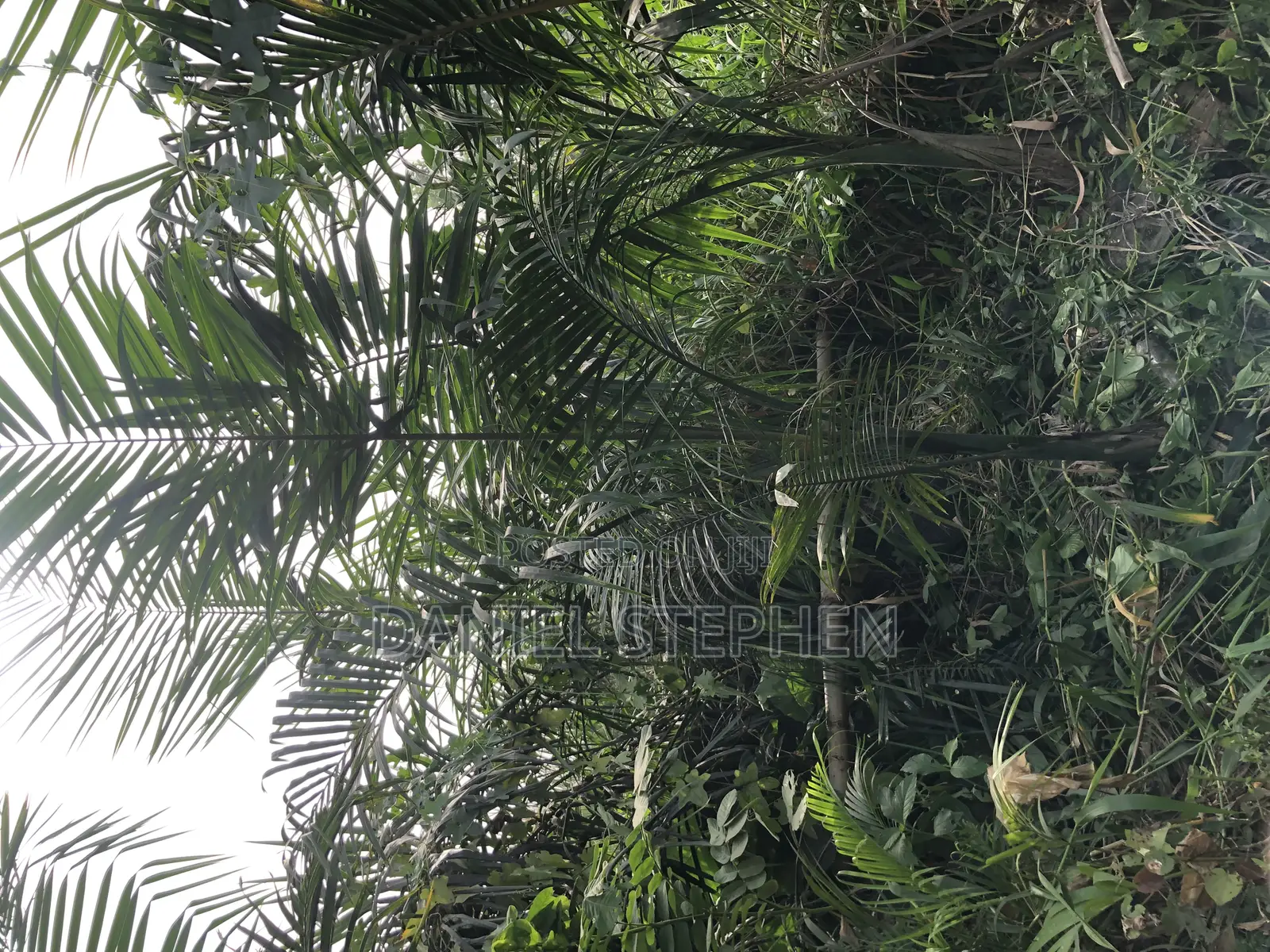 Royal Palm for Sell 15feet