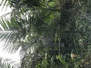 Royal Palm for Sell 15feet