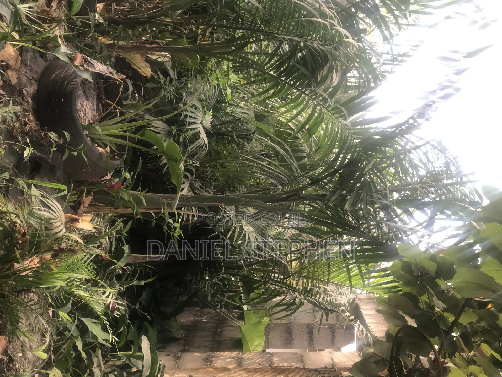 Royal Palm for Sell 15feet