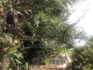 Royal Palm for Sell 15feet