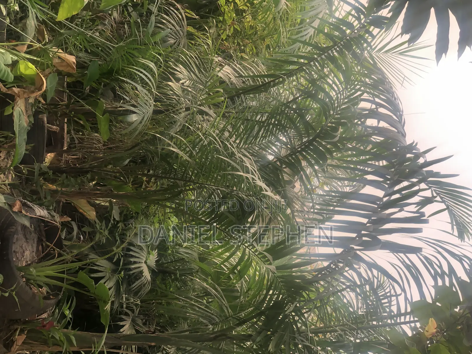 Royal Palm for Sell 15feet