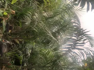 Royal Palm for Sell 15feet