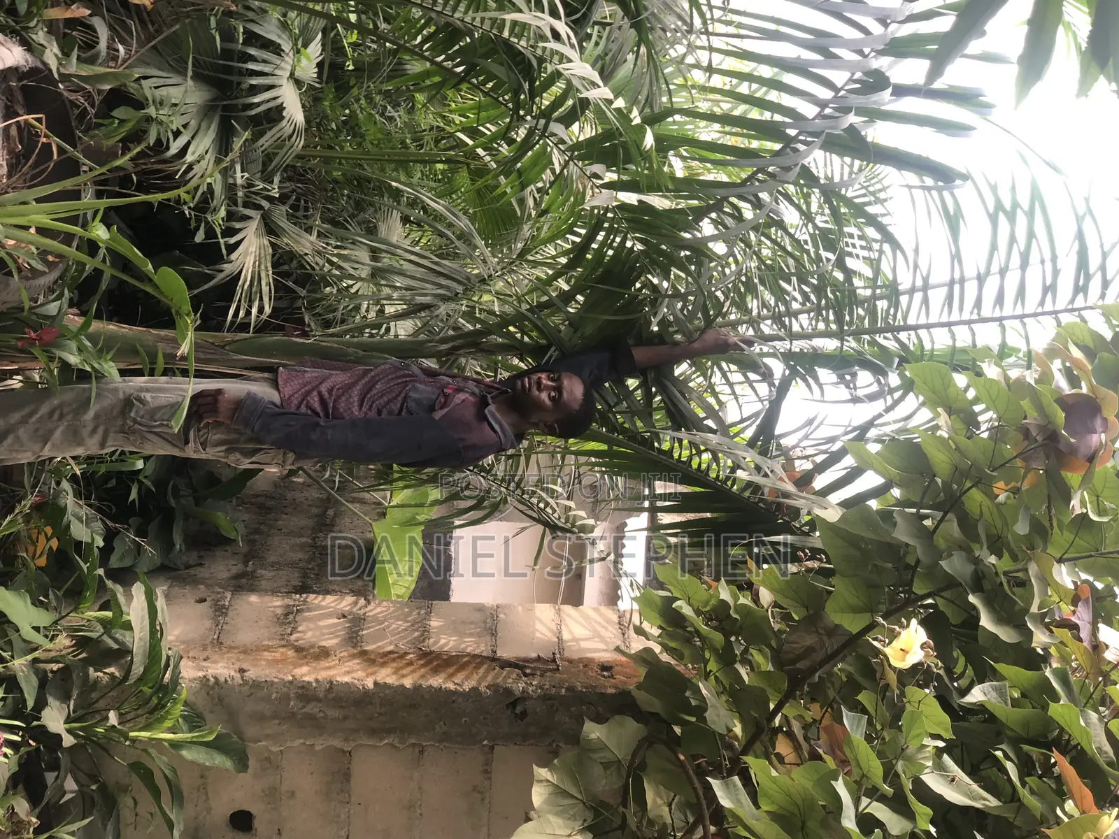 Royal Palm for Sell 15feet