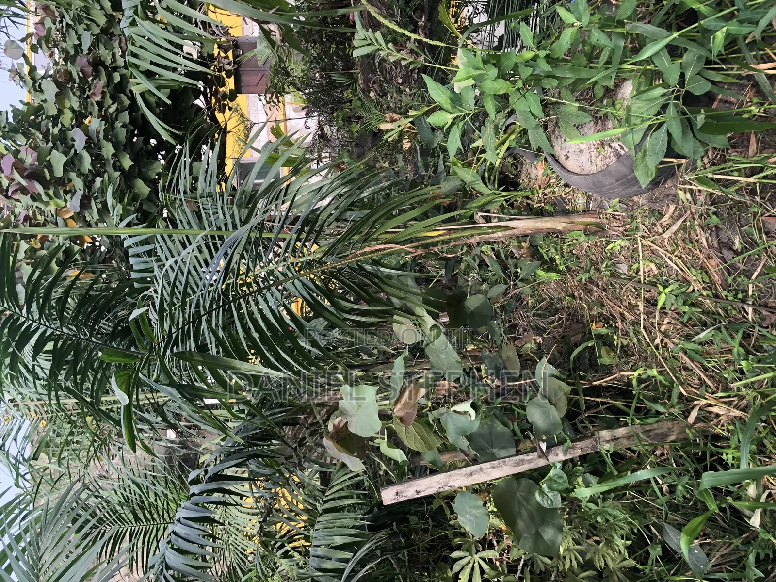 Royal Palm for Sell 15feet