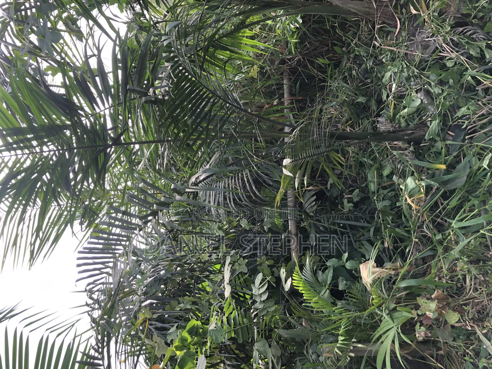 Royal Palm for Sell 15feet