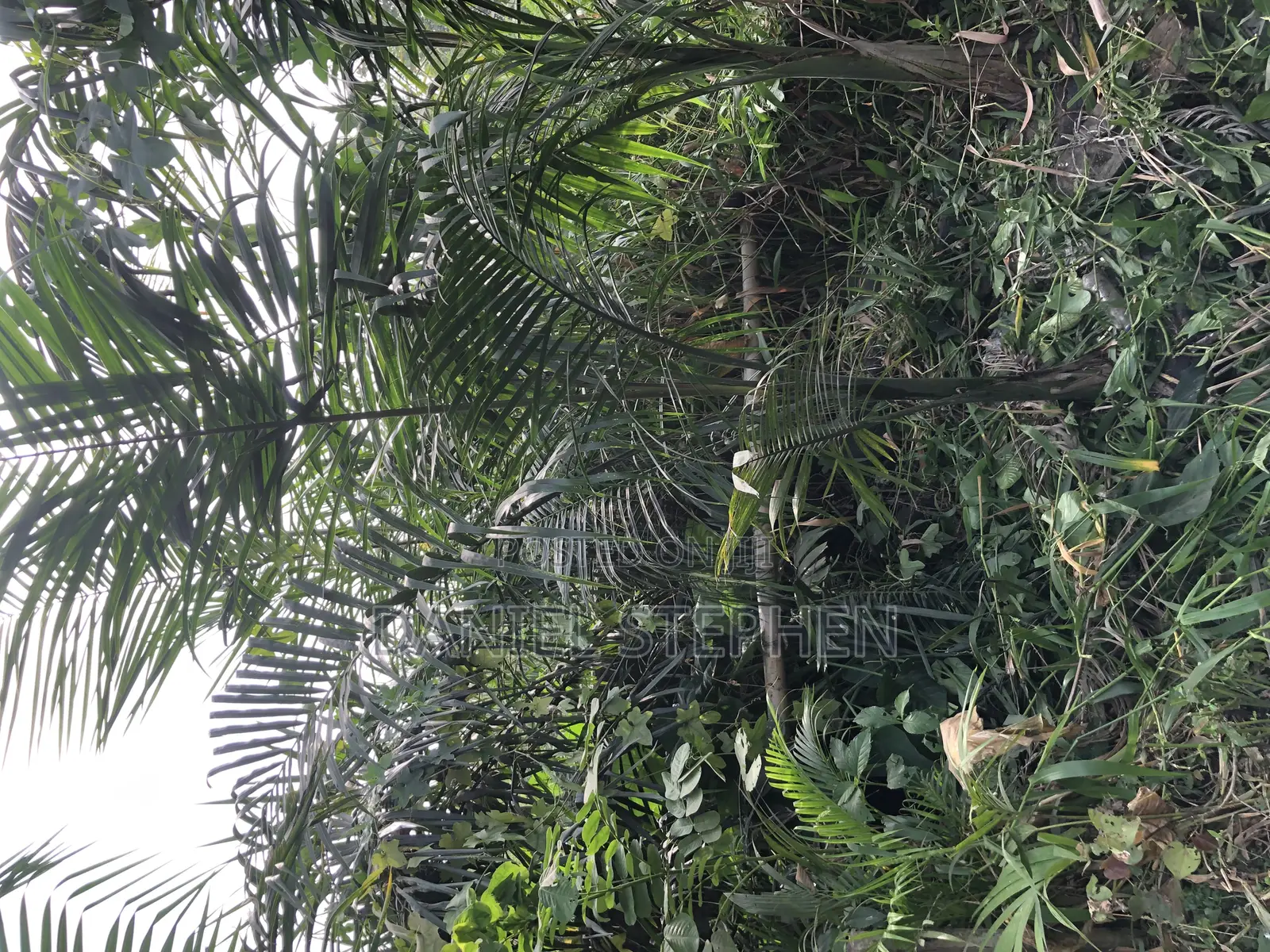 Royal Palm for Sell 15feet