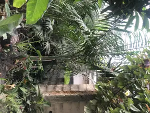 Royal Palm for Sell (15 Feet)