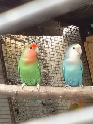 Photo - Lovely Love Birds Is Available Any Colours