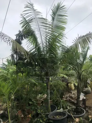 Teddy Bear Palm for Sell (The Only Big Teddy Palm in Lagos)