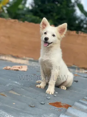1-3 months Female Purebred American Eskimo