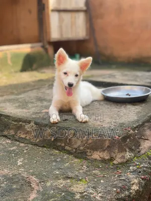 1-3 months Female Purebred American Eskimo