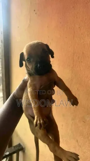 1-3 months Female Purebred Boerboel