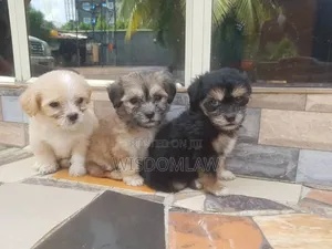 1-3 months Female Purebred Lhasa Apso