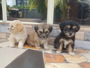 1-3 months Male Purebred Lhasa Apso